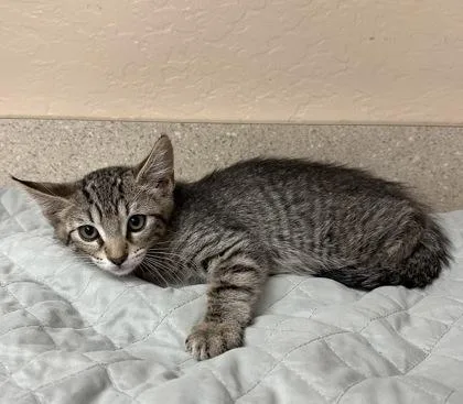 A young small-sized male Domestic Short Hair cat named Mr. Pink for adoption in Phoenix, AZ