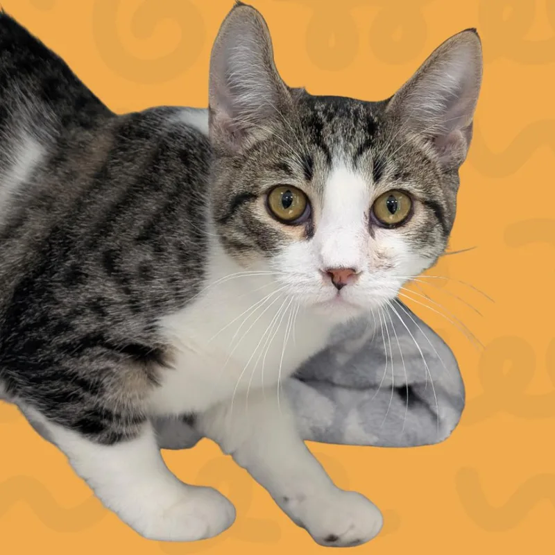 An adult medium-sized male Domestic Short Hair cat named Pipsqueak for adoption in Reno, NV