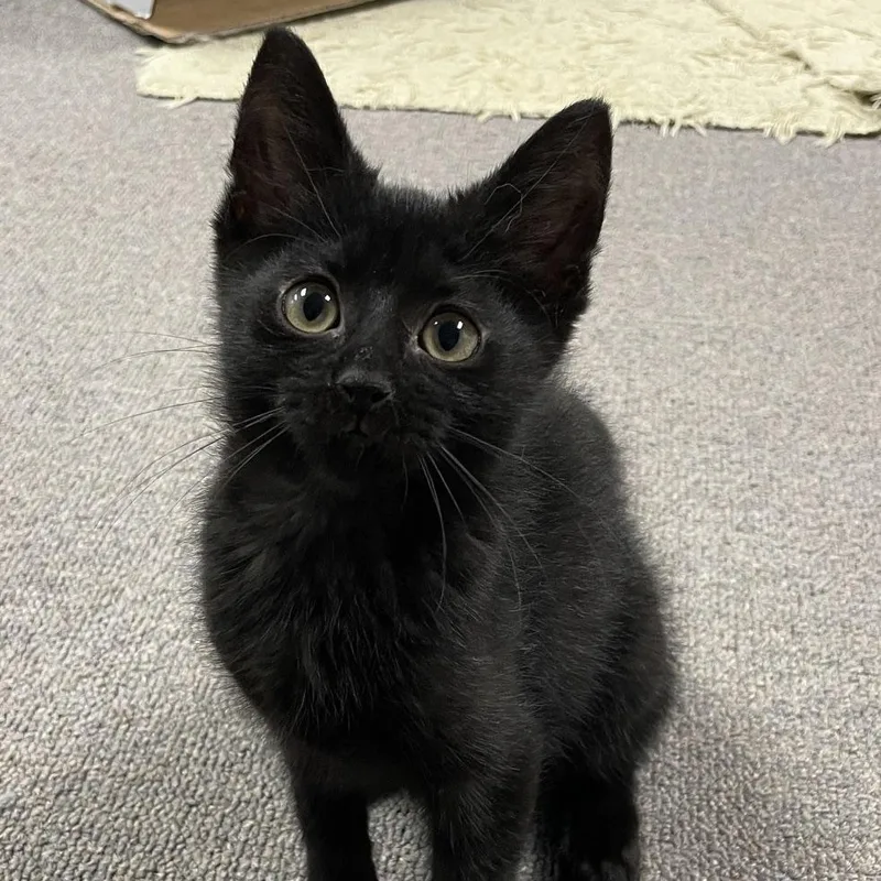 A baby medium-sized female Black Domestic Short Hair cat named Paquita for adoption in Sterling Heights, MI