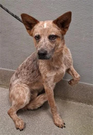 A young large-sized male Australian Cattle Dog / Blue Heeler dog named Raggedy Andy for adoption in Las Vegas, NV
