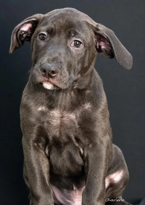 A young large-sized male Black Labrador Retriever dog named Willie for adoption in Newland, NC