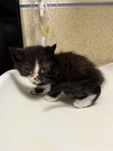 A baby small-sized female Domestic Short Hair cat named Emily for adoption in Riverside, CA
