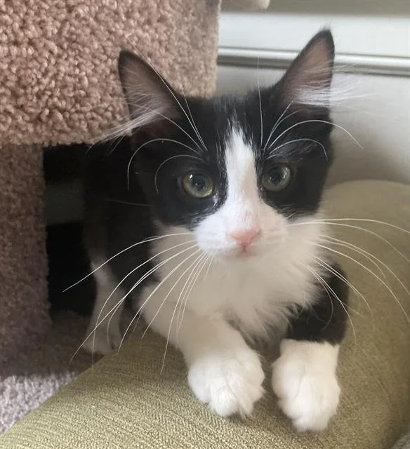 A baby small-sized female Domestic Short Hair cat named Esme for adoption in Sacramento, CA