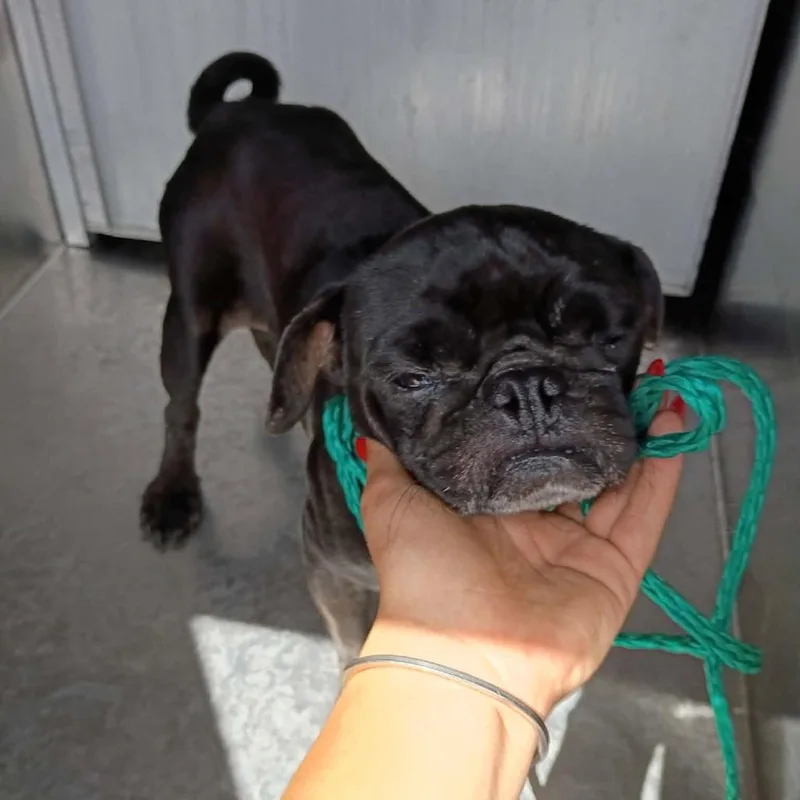 An adult small-sized male Black Pug dog named Batman for adoption in Bastrop, TX