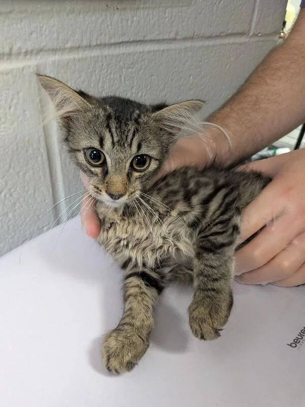 A young small-sized male Tabby (Brown / Chocolate) Domestic Short Hair cat named Oslo for adoption in Cincinnati, OH