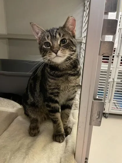 A young medium-sized female Domestic Short Hair cat named Friday for adoption in Quakertown, PA