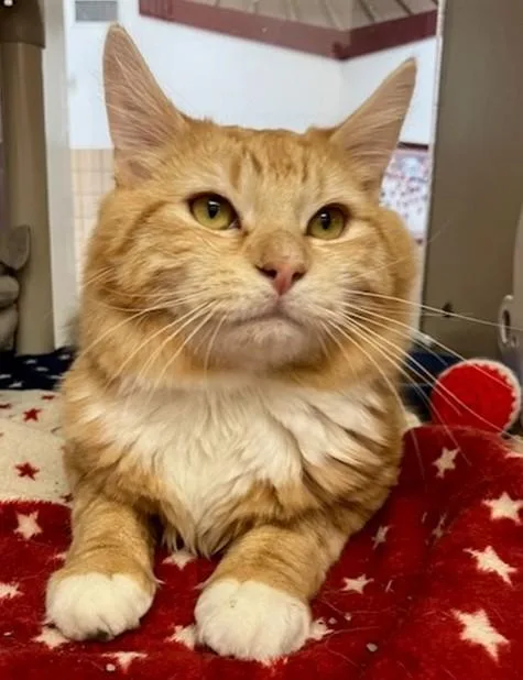 A young medium-sized male Domestic Long Hair cat named Ralph for adoption in Springfield, MA