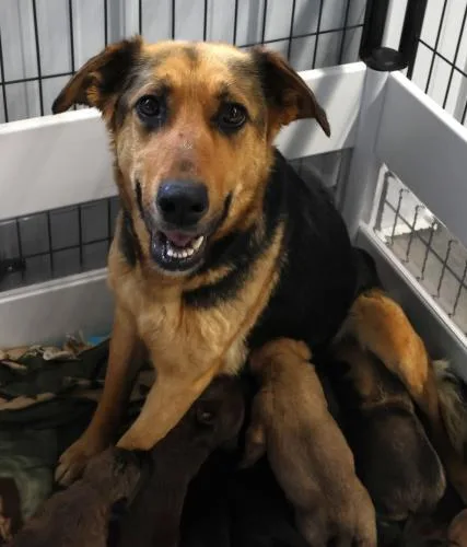 An adult large-sized female German Shepherd Dog dog named Delilah for adoption in Thief River Falls, MN