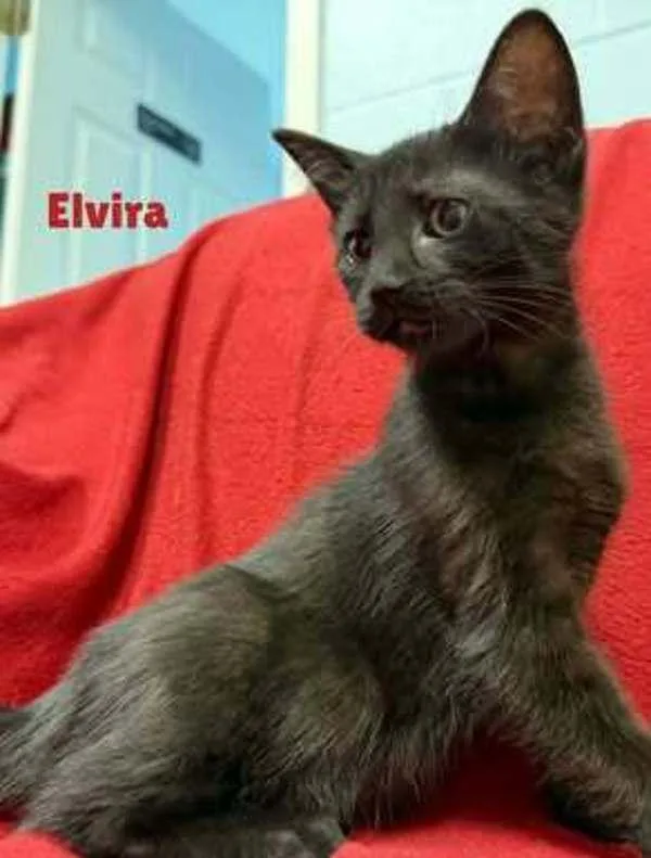 A baby small-sized female Domestic Short Hair cat named Elvira for adoption in Roanoke, VA