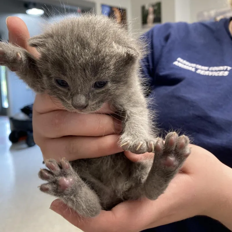 A baby small-sized male Gray / Blue / Silver Domestic Short Hair cat named Cole for adoption in Elizabeth City, NC