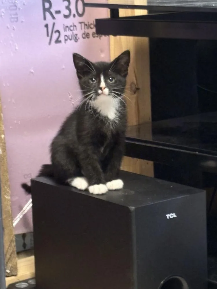 A baby small-sized male Domestic Short Hair cat named Edmund Br for adoption in Peoria, IL