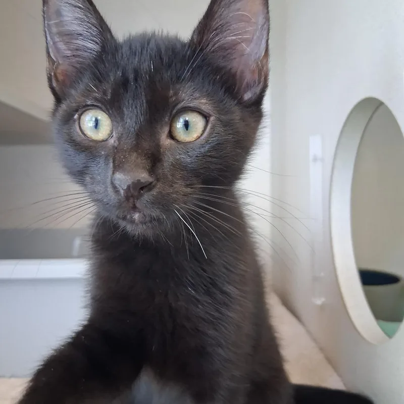 A baby small-sized male Black Domestic Short Hair cat named Kodi for adoption in Redwood City, CA