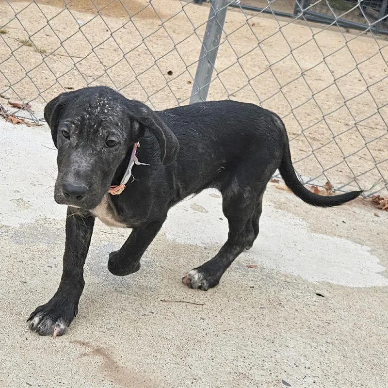 A baby medium-sized male Black Hound dog named Waylon for adoption in Clarksville, AR
