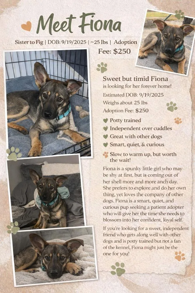 A young medium-sized female Brown / Chocolate German Shepherd Dog dog named Fiona for adoption in Rockland, WI