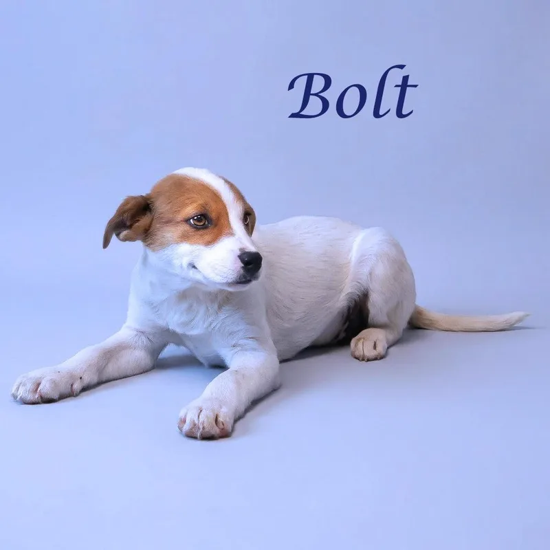Bolt D
