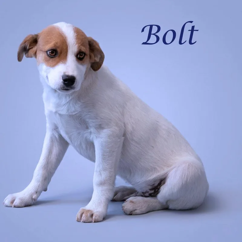 Bolt D thumbnail 2