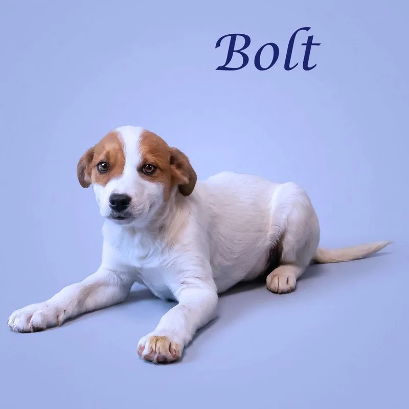 Bolt D thumbnail 3