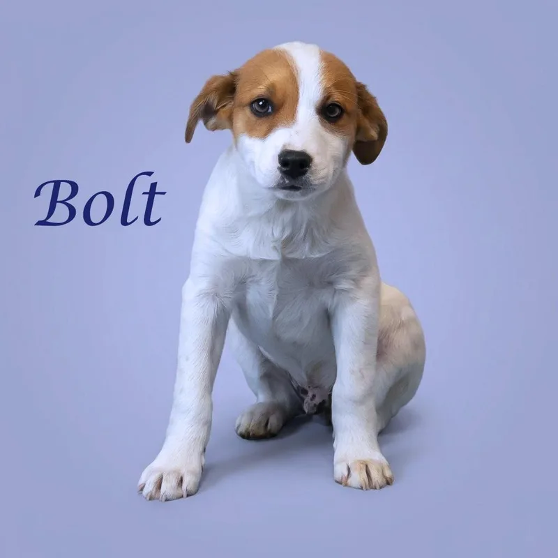 Bolt D thumbnail 4