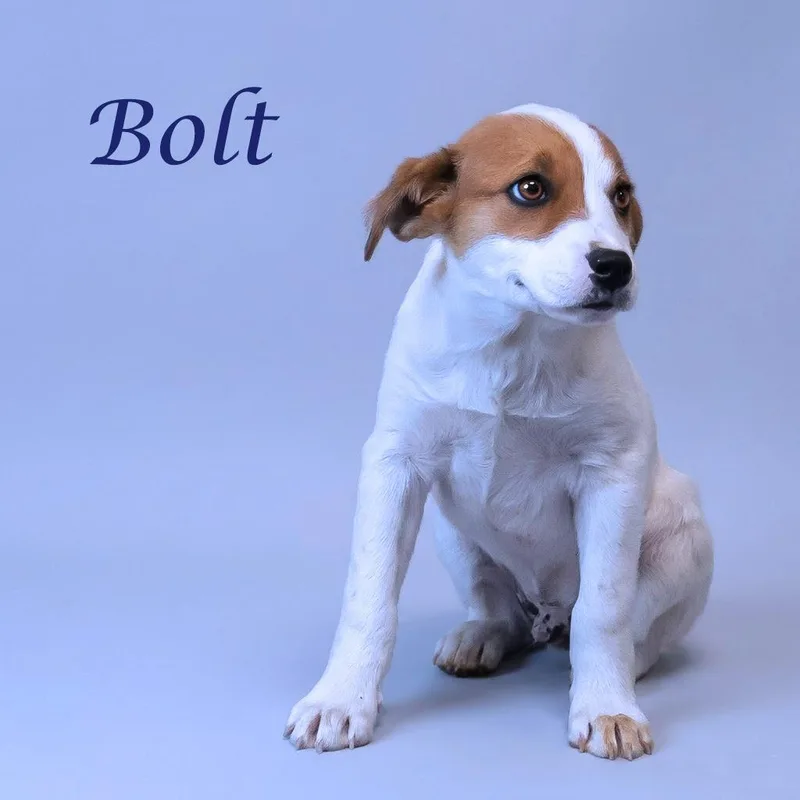 Bolt D thumbnail 5