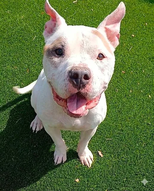 An adult medium-sized male Mixed Breed dog named Honeycomb Latte for adoption in Jacksonville, FL