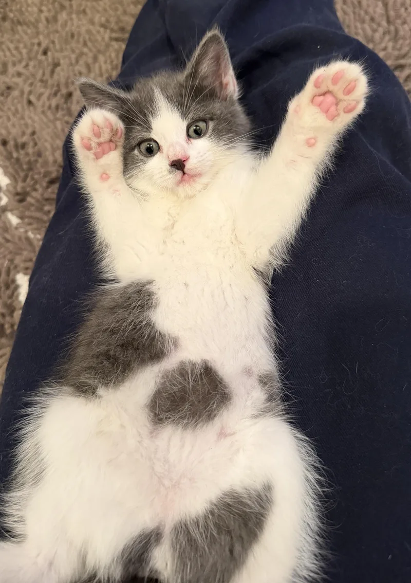 A baby medium-sized female Gray & White Domestic Short Hair cat named May West for adoption in East Hanover, NJ