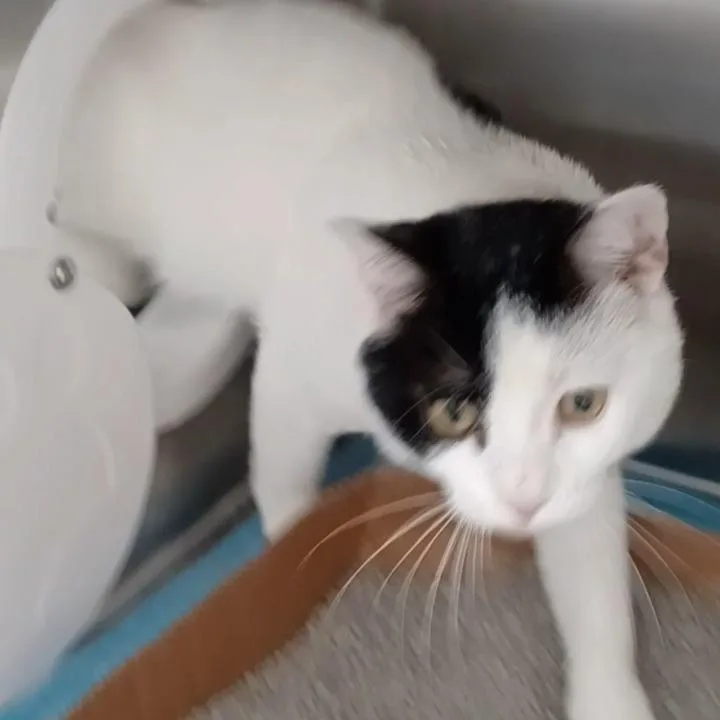 An adult medium-sized male White Domestic Short Hair cat named Toonces for adoption in Oak Park, IL