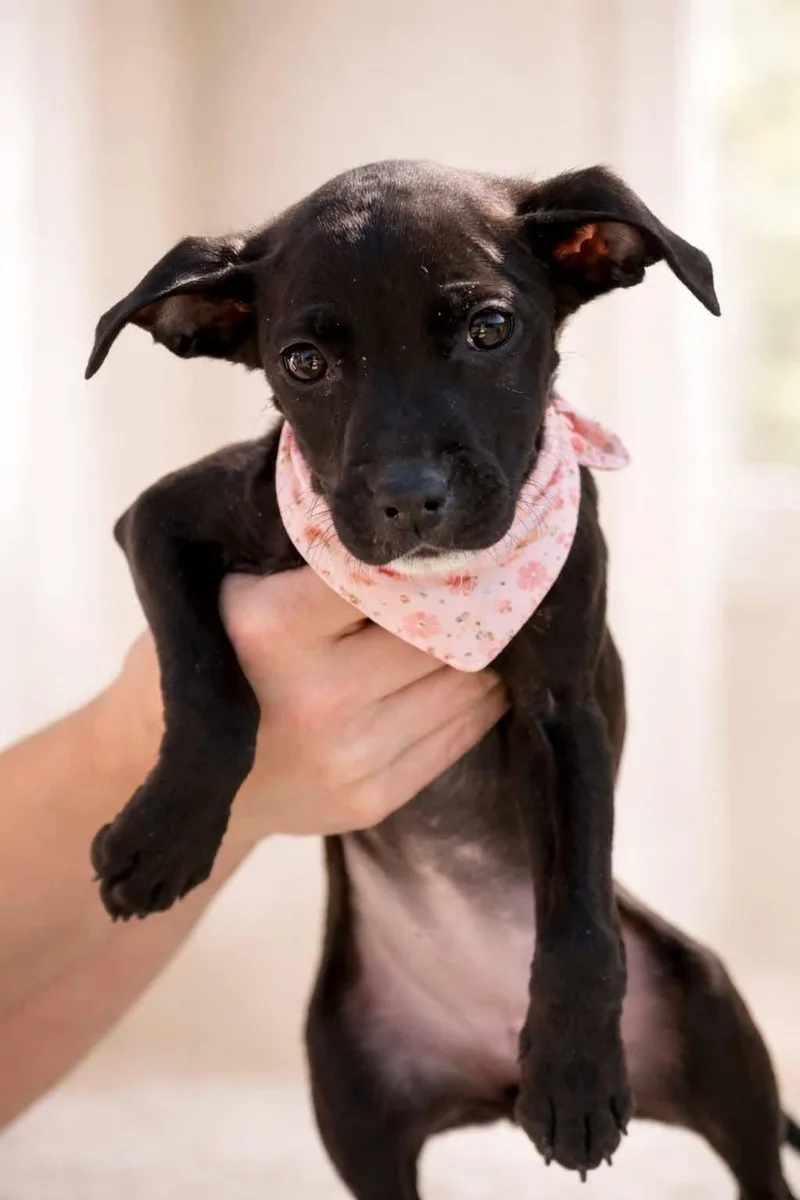 A baby small-sized female Black Labrador Retriever dog named Pebbles for adoption in Copper Hill, VA
