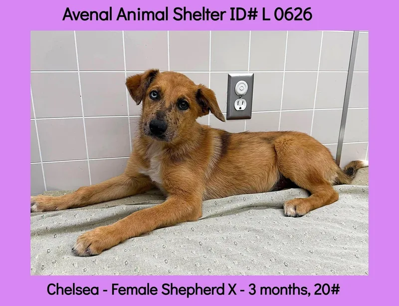 A baby large-sized female Yellow / Tan / Blond / Fawn Shepherd dog named Chelsea for adoption in Avenal, CA