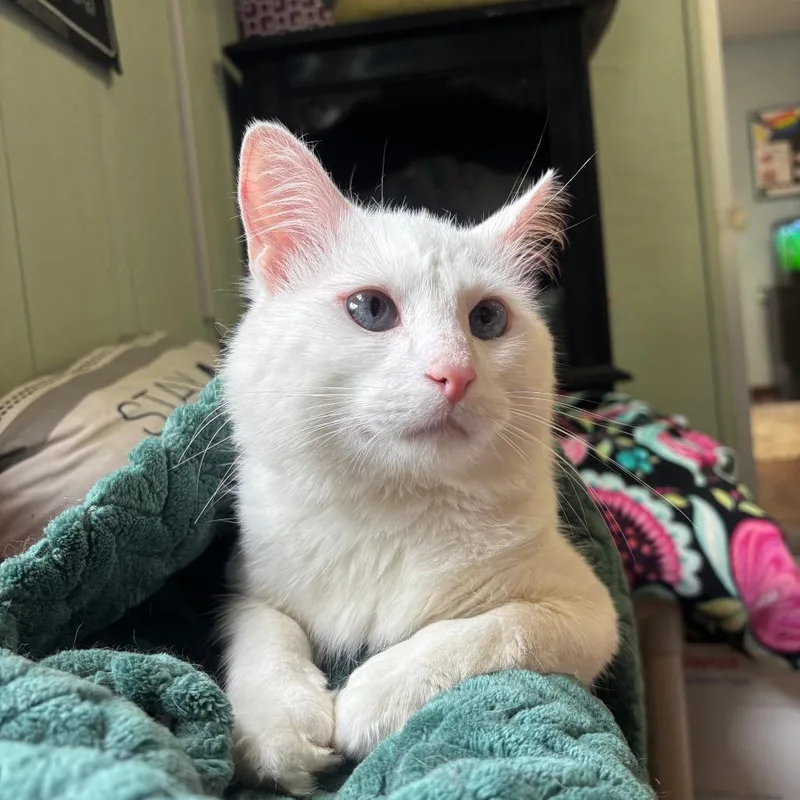 An adult medium-sized male White Domestic Long Hair cat named Mellow for adoption in Clarksville, AR
