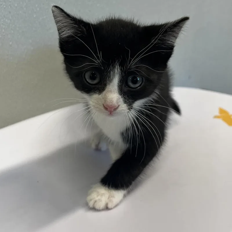 A baby small-sized female White Domestic Short Hair cat named Celeste for adoption in Tampa, FL