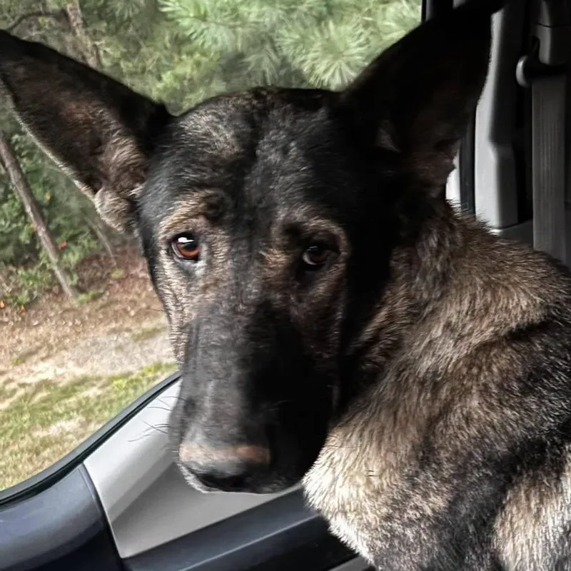 An adult large-sized female Shepherd dog named Dani for adoption in Orange, VA