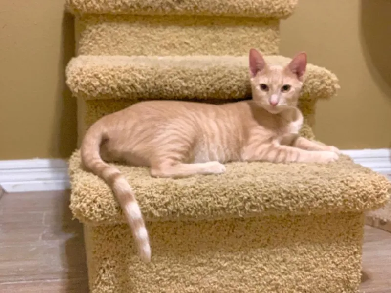 An adult small-sized male Domestic Short Hair cat named Rum Raisin for adoption in Gorham, ME