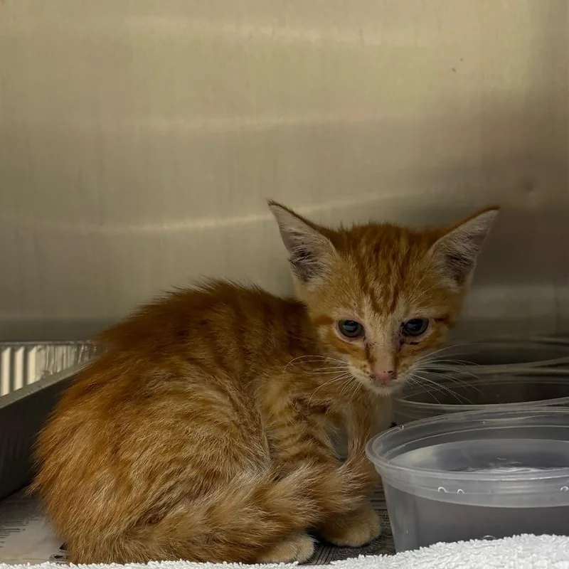 A baby small-sized male Orange / Red Domestic Short Hair cat named Sasa for adoption in Milton, FL