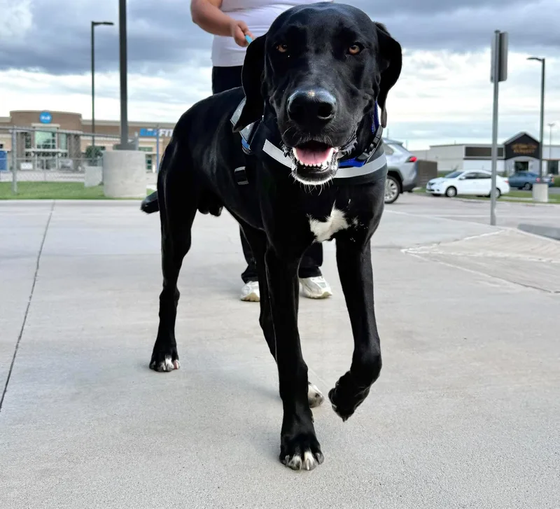 A young large-sized male Black Labrador Retriever dog named Boone  A Handsome for adoption in Sugar Land, TX