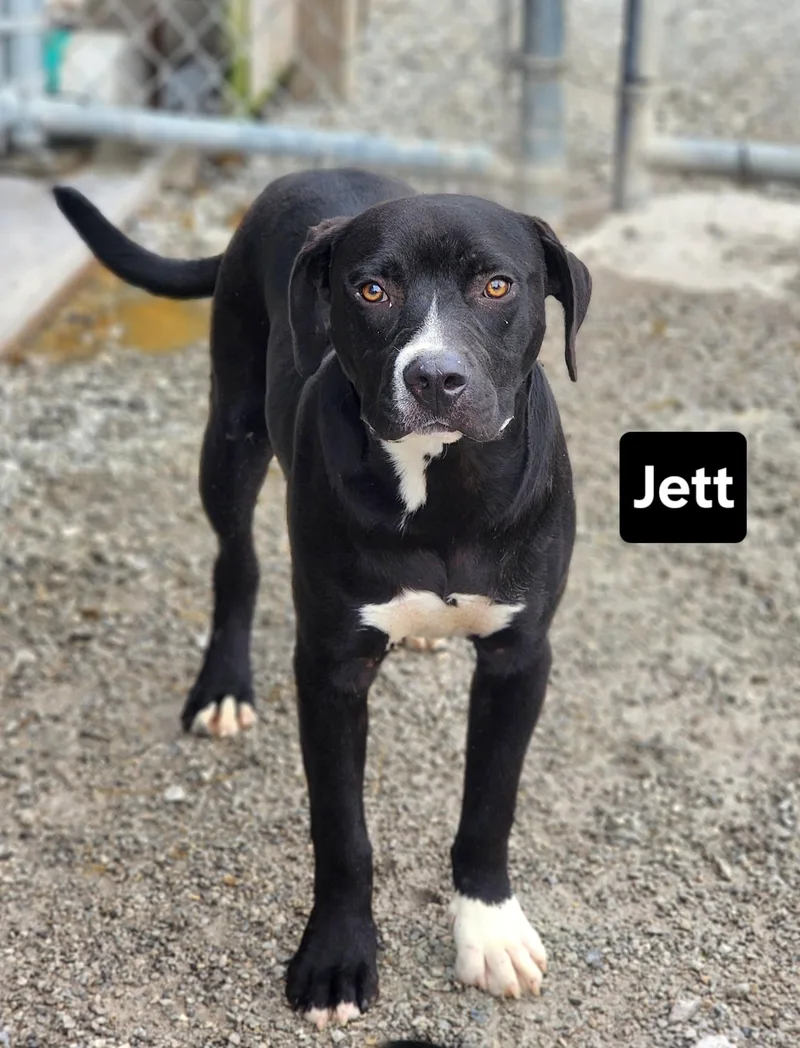 A baby medium-sized male Black Labrador Retriever dog named Jett for adoption in Clinton, MO