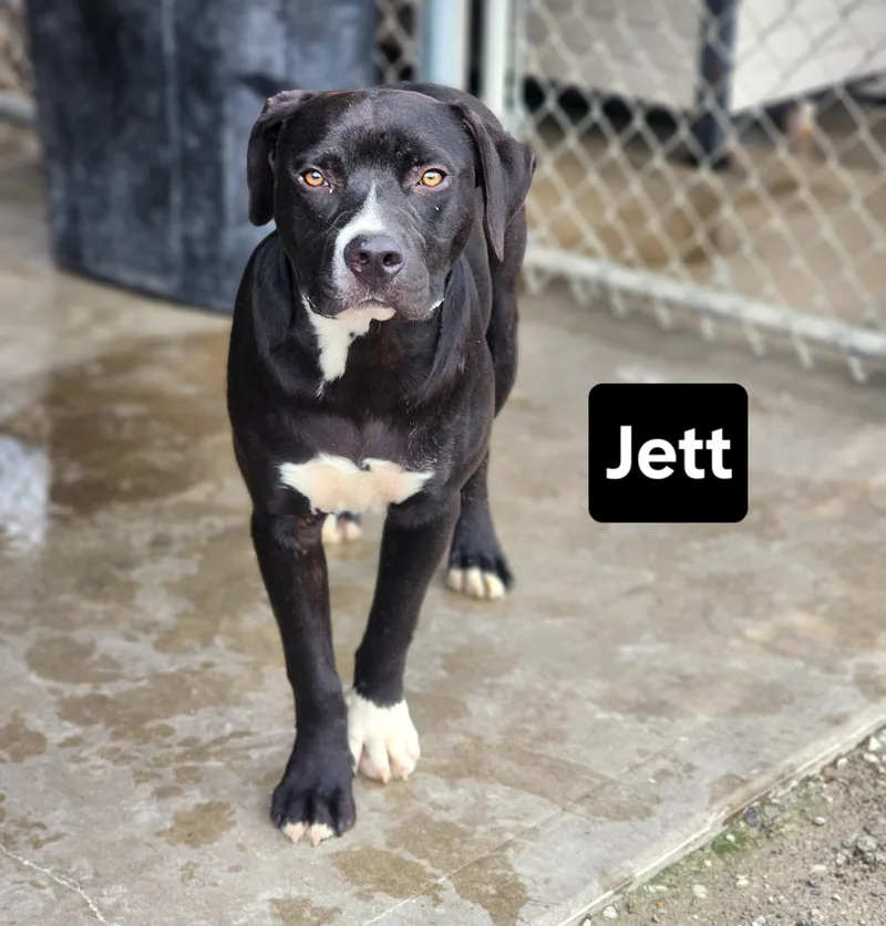 Jett thumbnail 2