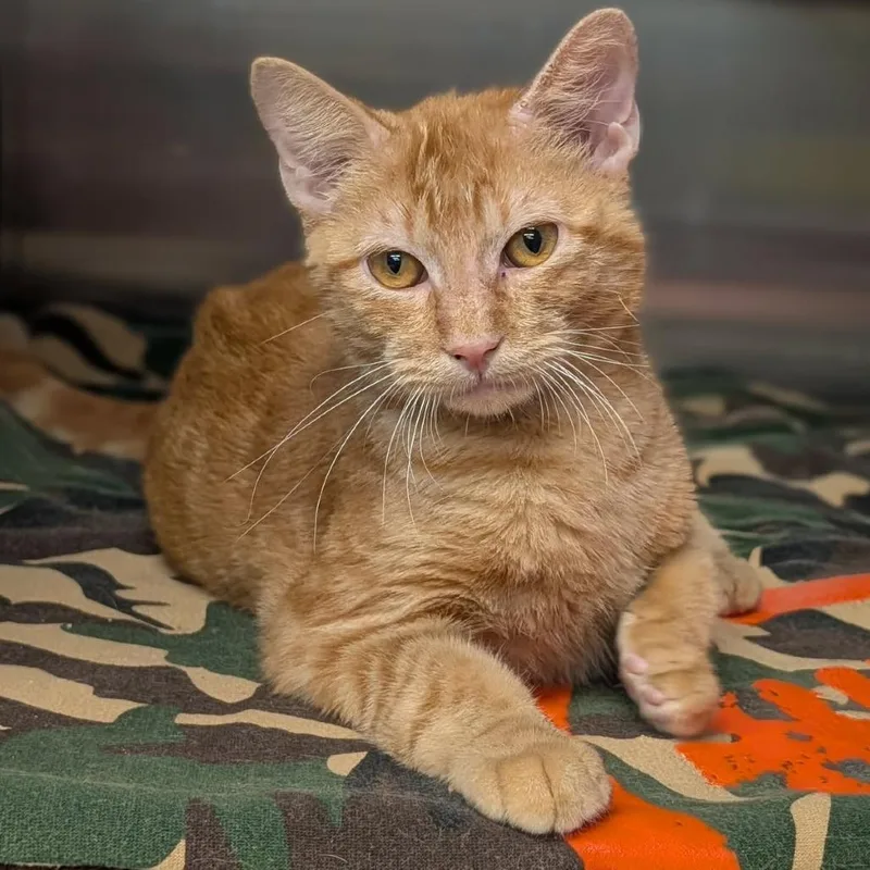 A young medium-sized male Orange / Red Domestic Short Hair cat named Aiken Houston for adoption in Denver, CO