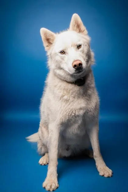 An adult large-sized male Siberian Husky dog named Spectre for adoption in Boise, ID