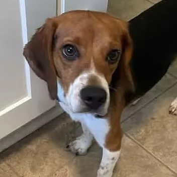 An adult small-sized male Beagle dog named Baljeet Tjinder for adoption in Racine, WI