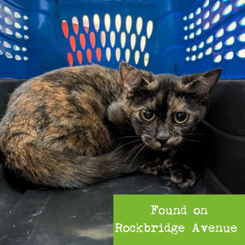 A baby small-sized female Tortoiseshell Domestic Short Hair cat named Tangelo for adoption in Lynchburg, VA