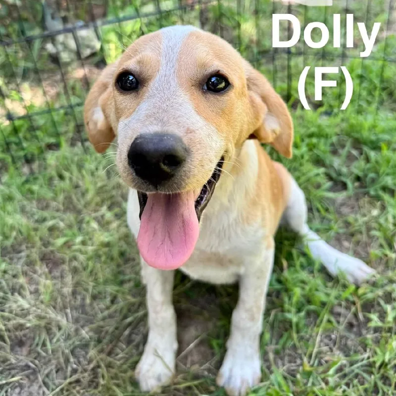 Dolly