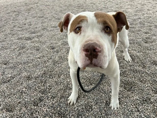 A young large-sized male Staffordshire Bull Terrier dog named Sloth for adoption in Mesa, AZ