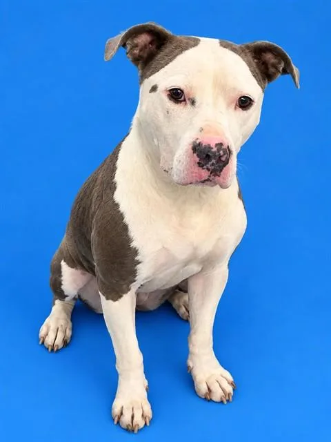 Stella