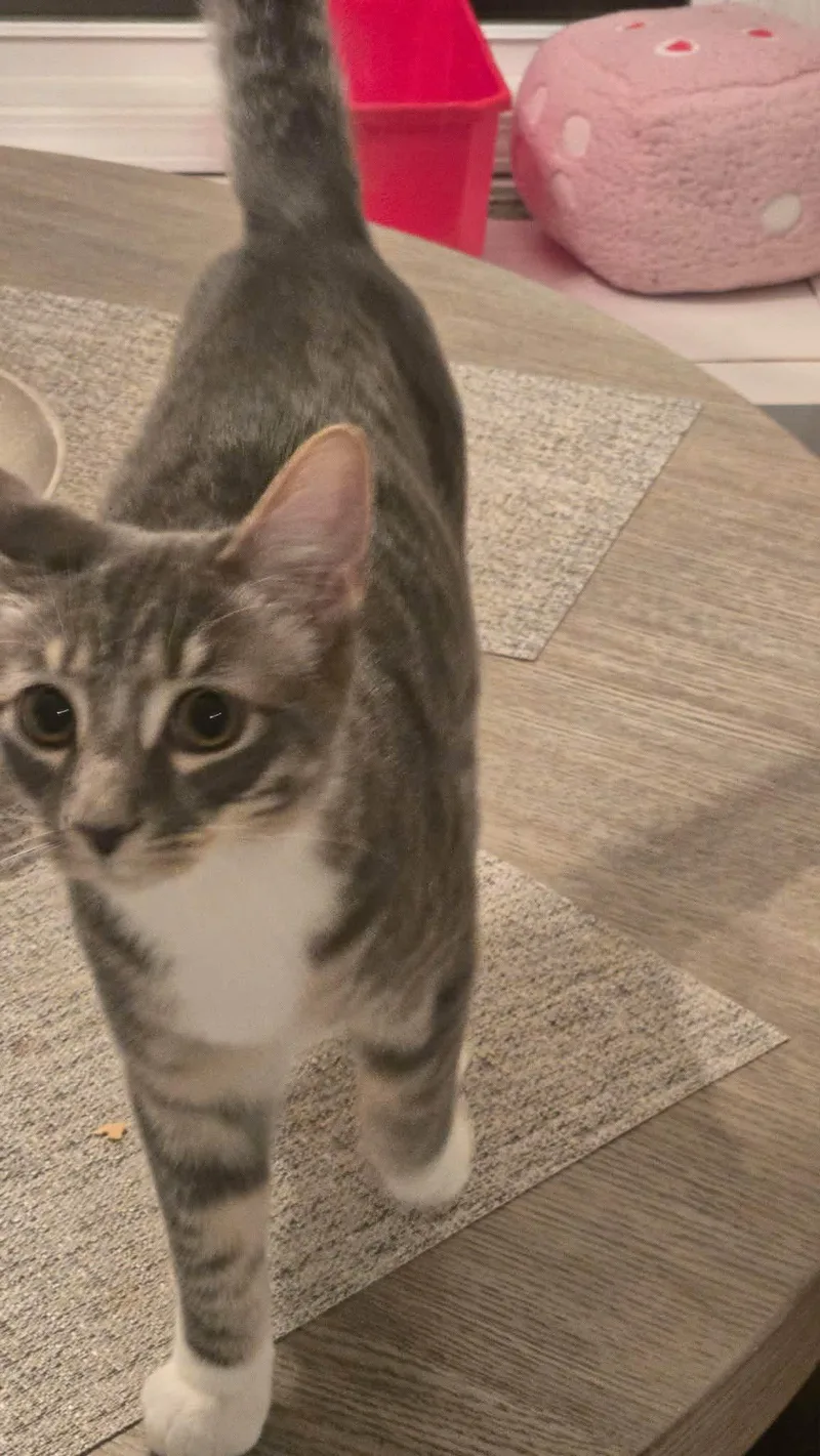 A baby medium-sized male Tabby (Gray / Blue / Silver) Domestic Short Hair cat named Dutch for adoption in Vine Grove, KY