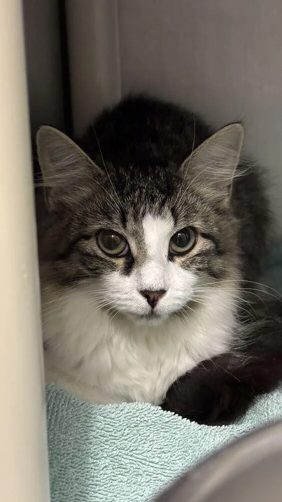 A baby small-sized female Black & White / Tuxedo Domestic Long Hair cat named Haley for adoption in Bowling Green, OH