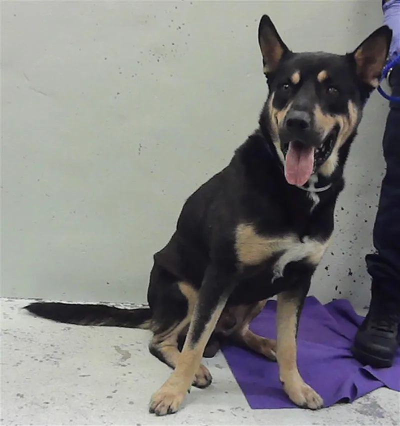 A young large-sized male German Shepherd Dog dog named Bronco for adoption in Houston, TX