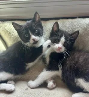 A baby medium-sized female Black & White / Tuxedo Domestic Short Hair cat named Sophie And Sinclair for adoption in Fairfax, VA