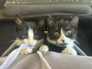 Sophie And Sinclair thumbnail 4