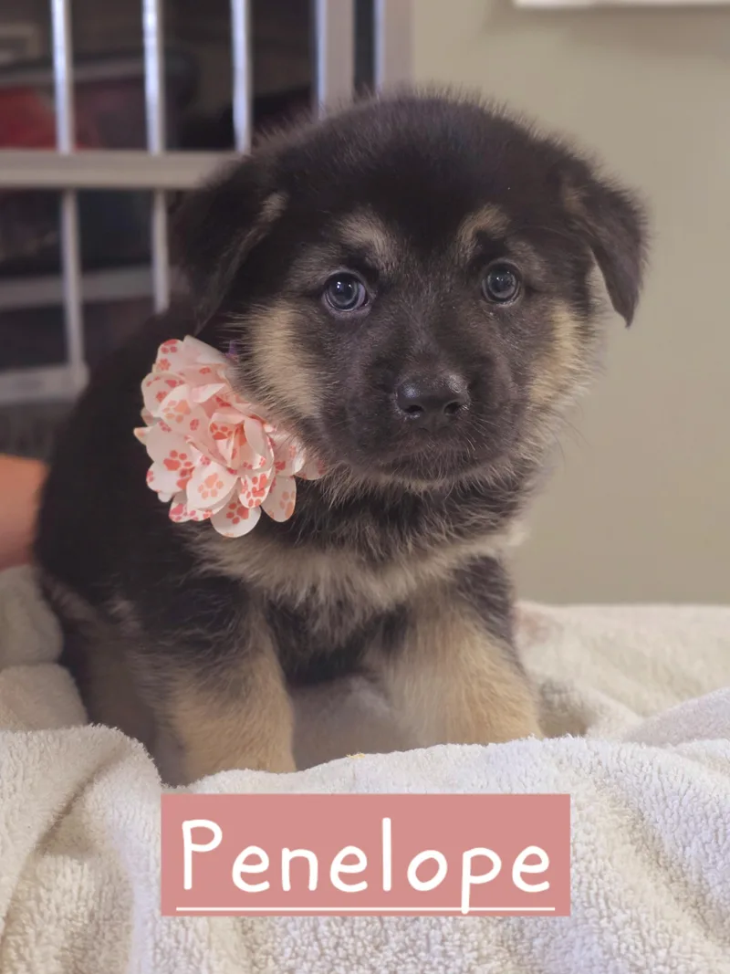 Penelope