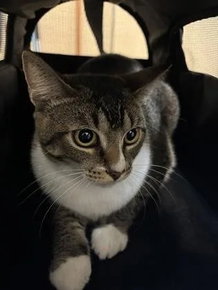 A young small-sized female Domestic Short Hair cat named Iris for adoption in Honolulu, HI